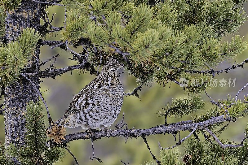 皱褶松鸡(Bonasa umbellus)冬天住在黄石国家公园的一棵小松树的树枝上。